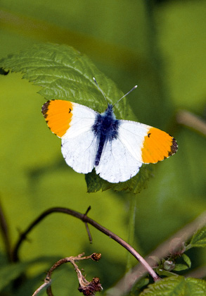 Orange Tip DM0090